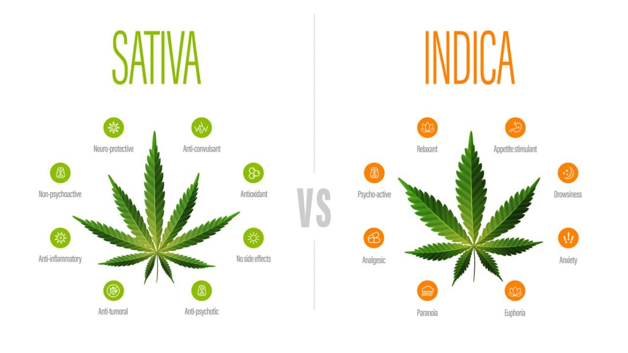 Indica vs. Sativa vs. Hybrid: What's the Difference? - Mountain Annie's ...